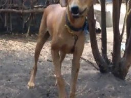 mandai_sheephound_20211208_2032049712
